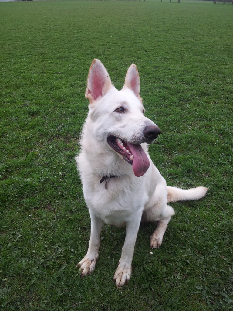 My Dog Ghost